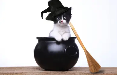 Mercado de Magia y Buenas Vibras en CDMX anuncia edición para gatos brujos con fecha y lugar