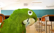 Enseñarán en escuelas de Mérida cómo proteger y defender a los loros