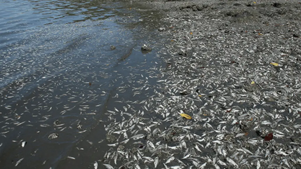Se está reduciendo el oxígeno en aguas del Golfo de México sobre litoral de Tamaulipas
