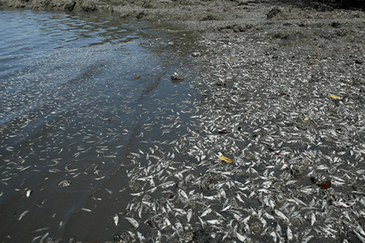 El fenómeno, provocado por el calentamiento global, la contaminación y los cambios en las corrientes marinas, ha comenzado a expandir las llamadas “zonas muertas” en el Golfo de México. Foto: Tecnología Marina