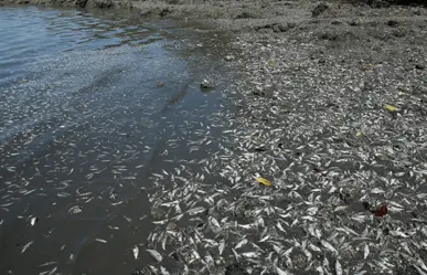 Se está reduciendo el oxígeno en aguas del Golfo de México sobre litoral de Tamaulipas