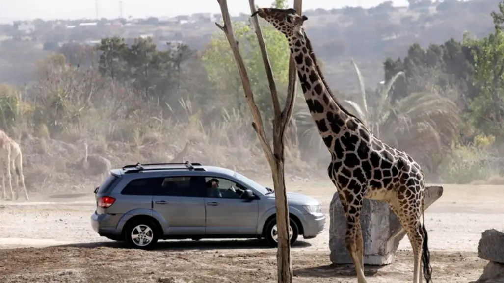 ¿Cuántos safaris para turistear hay en Tamaulipas?