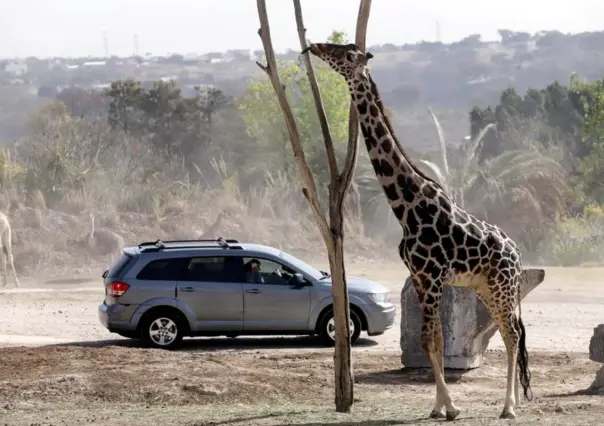 ¿Cuántos safaris para turistear hay en Tamaulipas?