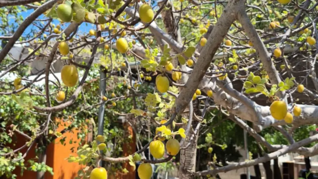 Si no pruebas este fruto en Baja California Sur, es como si nunca hubieras visitado el estado
