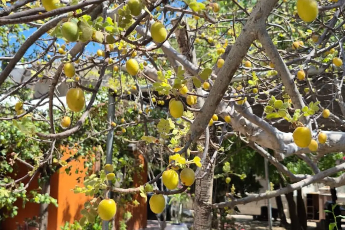 Foto: cortesía.