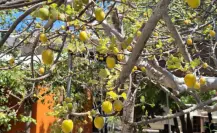 Si no pruebas este fruto en Baja California Sur, es como si nunca hubieras visitado el estado