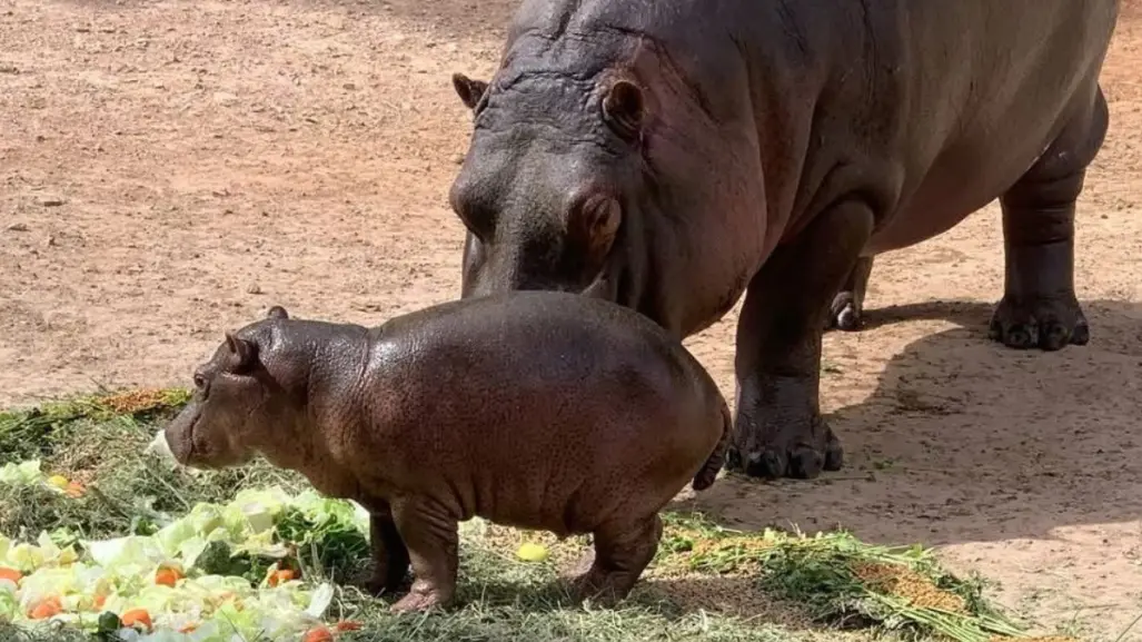 5 razones para visitar el zoológico de Nuevo Laredo