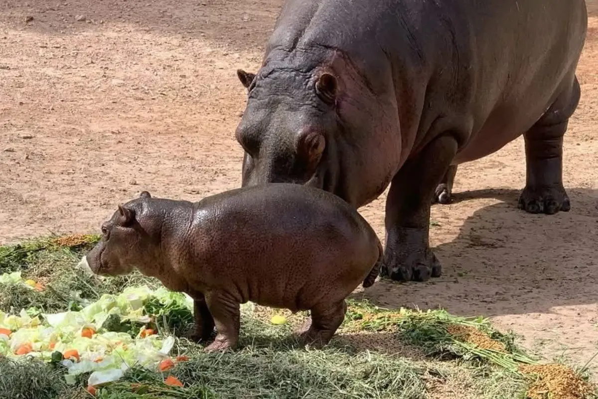 Descubre las especies naturales y las actividades interactivas en el zoológico de Nuevo Laredo. Encuentra a las capibaras y disfruta de un día en la naturaleza.