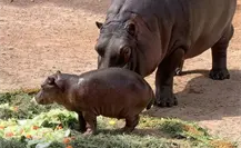 5 razones para visitar el zoológico de Nuevo Laredo 5 razones para visitar el zoológico de Nuevo Laredo