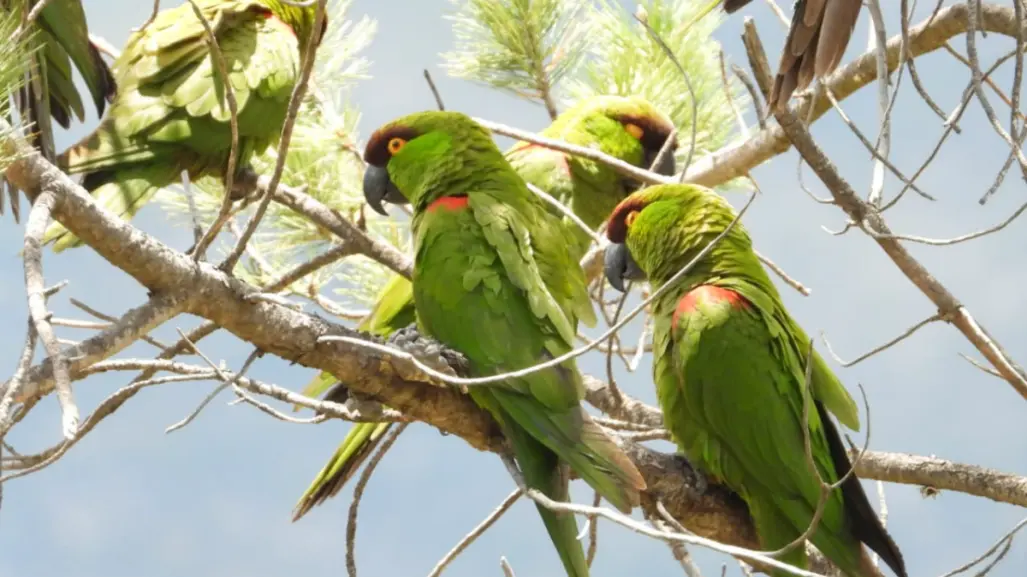 El santuario El Taray en Arteaga, Coahuila, ¿cuáles especies alberga?