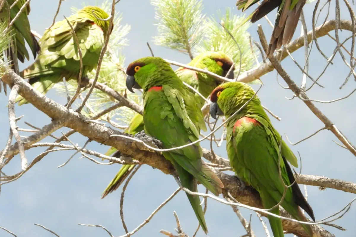 La riqueza biológica de este sitio lo convierte en un punto clave para la preservación de la avifauna mexicana./Foto: FB Cañón De San Lorenzo - Arturo Cruz