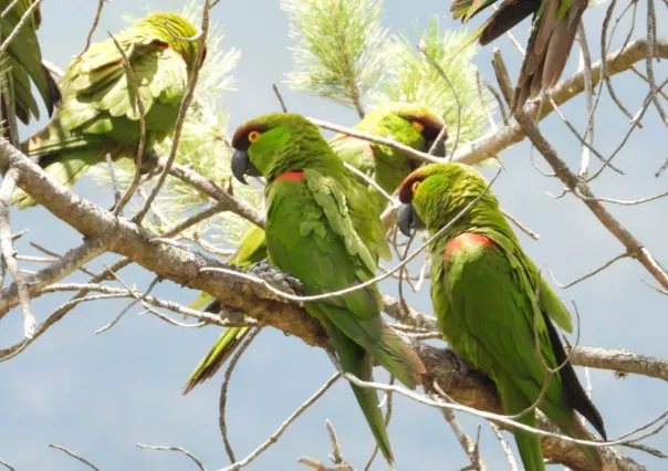 Santuario El Taray en Arteaga, Coahuila, ¿cuáles especies alberga?