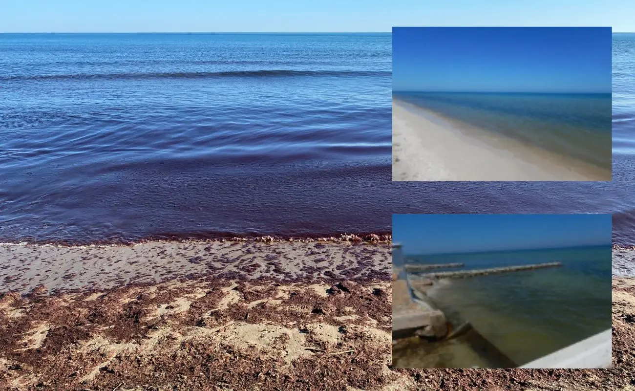 ¿Dónde se detectó la presencia de marea roja en Yucatán? Foto: Cinvestav | Canva