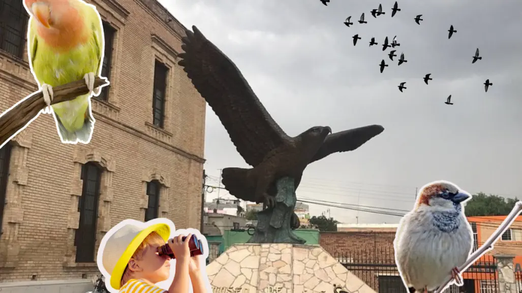 Musave invita a la observación de aves este domingo, conoce los detalles y únete