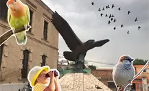 Musave invita a la observación de aves este domingo, conoce los detalles y únete
