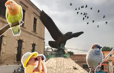 Musave invita a la observación de aves este domingo, conoce los detalles y únete