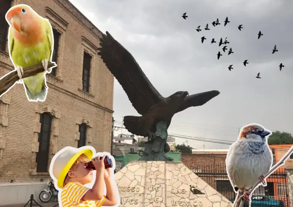 Musave invita a la observación de aves este domingo, conoce los detalles y únete