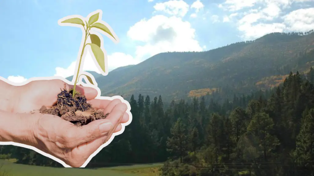 Sierra de Arteaga: convoca Saltillo Ecológico a reforestación este domingo, así puedes unirte