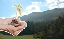Sierra de Arteaga: convoca Saltillo Ecológico a reforestación este domingo, así puedes unirte