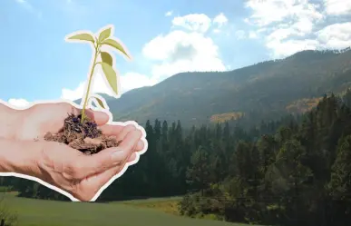 Sierra de Arteaga: convoca Saltillo Ecológico a reforestación este domingo, así puedes unirte