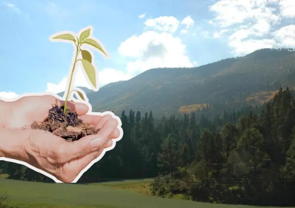 Sierra de Arteaga: convoca Saltillo Ecológico a reforestación este domingo, así puedes unirte