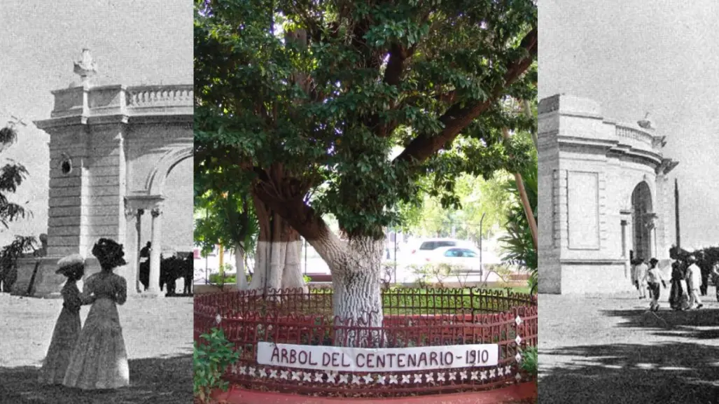 Este árbol tiene más de 100 años y se esconde en el corazón de Mérida