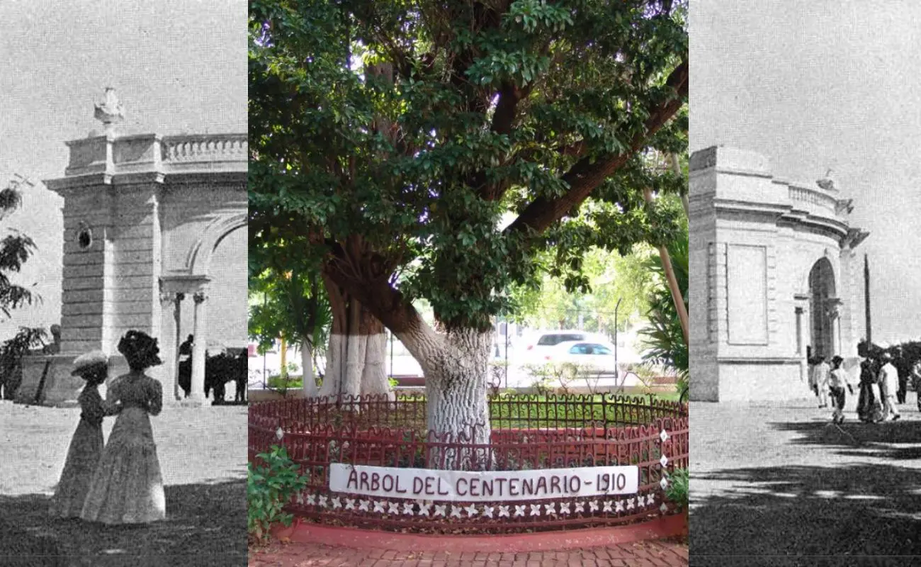 ¿Cuál es la historia del árbol del Centenario en Mérida? Foto: Canva