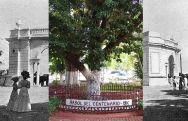 Este árbol tiene más de 100 años y se esconde en el corazón de Mérida