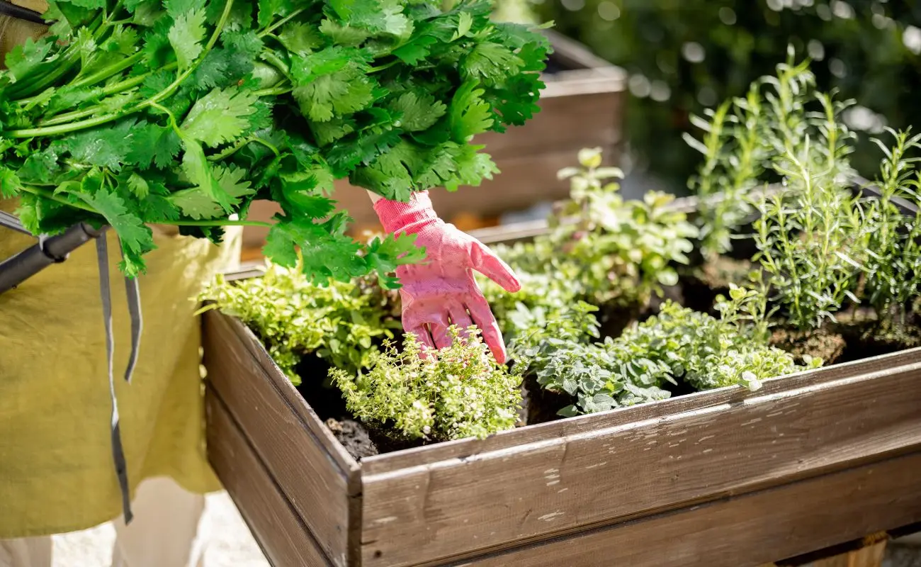 ¿Qué necesito para comenzar a sembrar cilantro en Yucatán? Foto: Canva | Gobierno de México