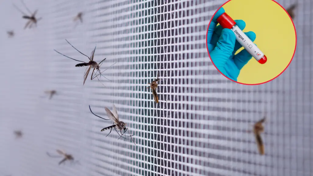 Dengue en Coahuila se mantiene bajo control, ¿cuántos casos suman en el estado?