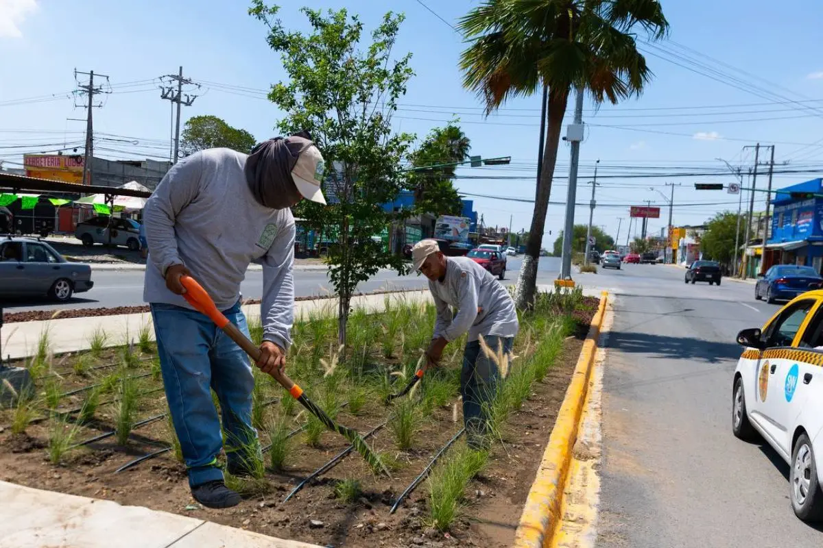 Se han sembrado más de 18 mil árboles en colonias y vialidades Foto: Gobierno de Juárez