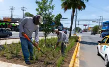 De camellones a corredores verdes: la apuesta ecológica del municipio de Juárez