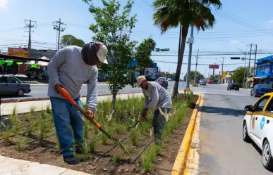 De camellones a corredores verdes: la apuesta ecológica del municipio de Juárez