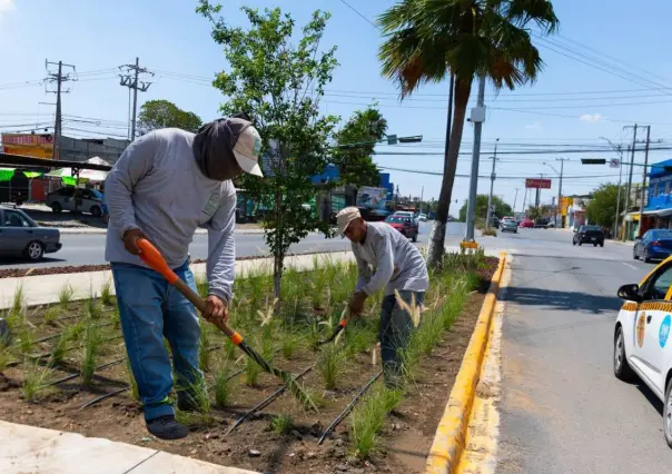 De camellones a corredores verdes: la apuesta ecológica del municipio de Juárez