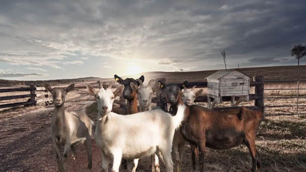 El rastro del chupacabras en un rancho de Baja California Sur