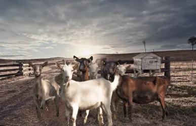El rastro del chupacabras en un rancho de Baja California Sur