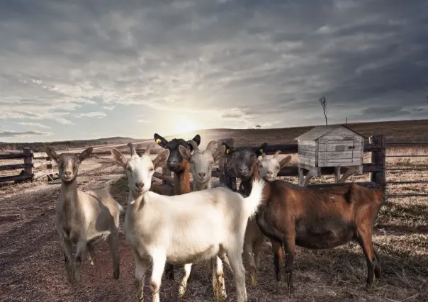 El rastro del chupacabras en un rancho de Baja California Sur