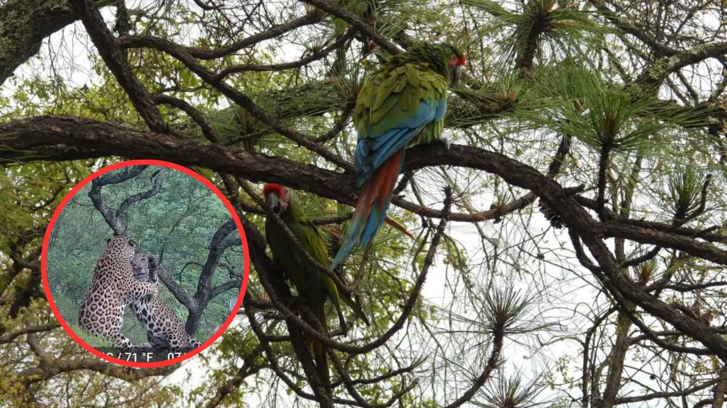 Durango resguarda el 15 por ciento de la fauna y flora de México