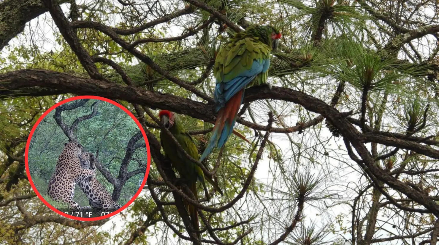 Debido a la diversidad de su territorio Durango resguarda la fauna y flora de México. Foto: Esepecial.