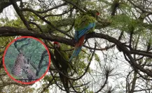 Durango resguarda el 15 por ciento de la fauna y flora de México