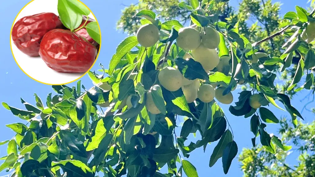 Coahuila tierra del jujube, el fruto de la inmortalidad