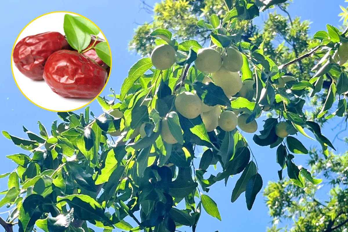El jujube puede disfrutarse fresco, cuando tiene un sabor similar al de la manzana, o deshidratado, con una textura más parecida al dátil. /Foto: Canva/ Foggara Hotel - Parras