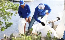 Limpieza en los manglares de Dzilam de Bravo; retiran más de 400 kilos de basura
