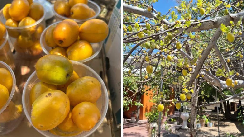 La ciruela del monte y la ciruela dulce: así se diferencian en Baja California Sur