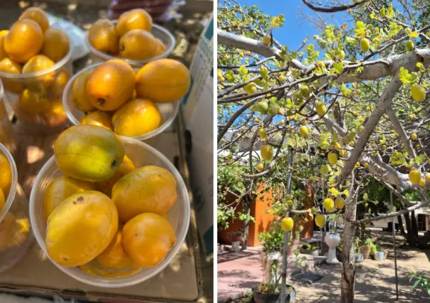 La ciruela del monte y la ciruela dulce: así se diferencian en Baja California Sur