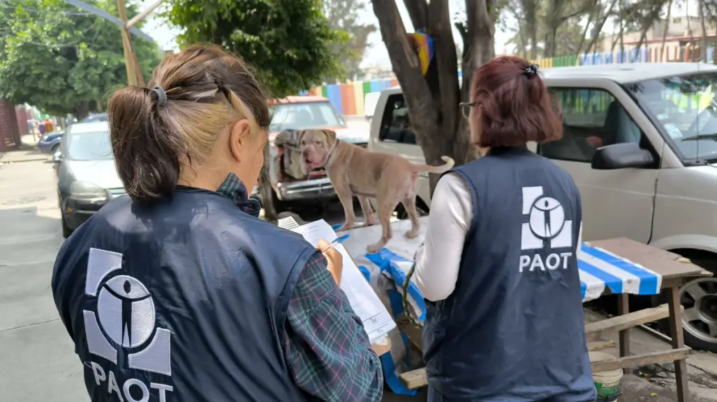 Maltrato silencioso en CDMX: estas acciones pueden dañar a tu perro, según Violentómetro Animal