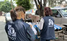 Maltrato silencioso en CDMX: estas acciones pueden dañar a tu perro, según Violentómetro Animal
