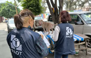Maltrato silencioso en CDMX: estas acciones pueden dañar a tu perro, según Violentómetro Animal
