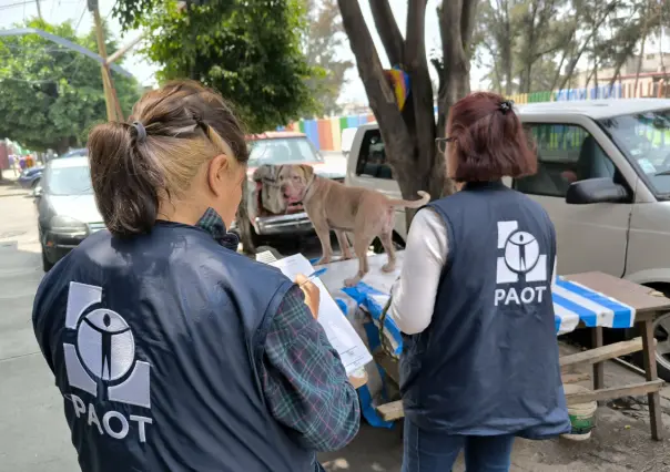 Maltrato silencioso en CDMX: estas acciones pueden dañar a tu perro, según Violentómetro Animal
