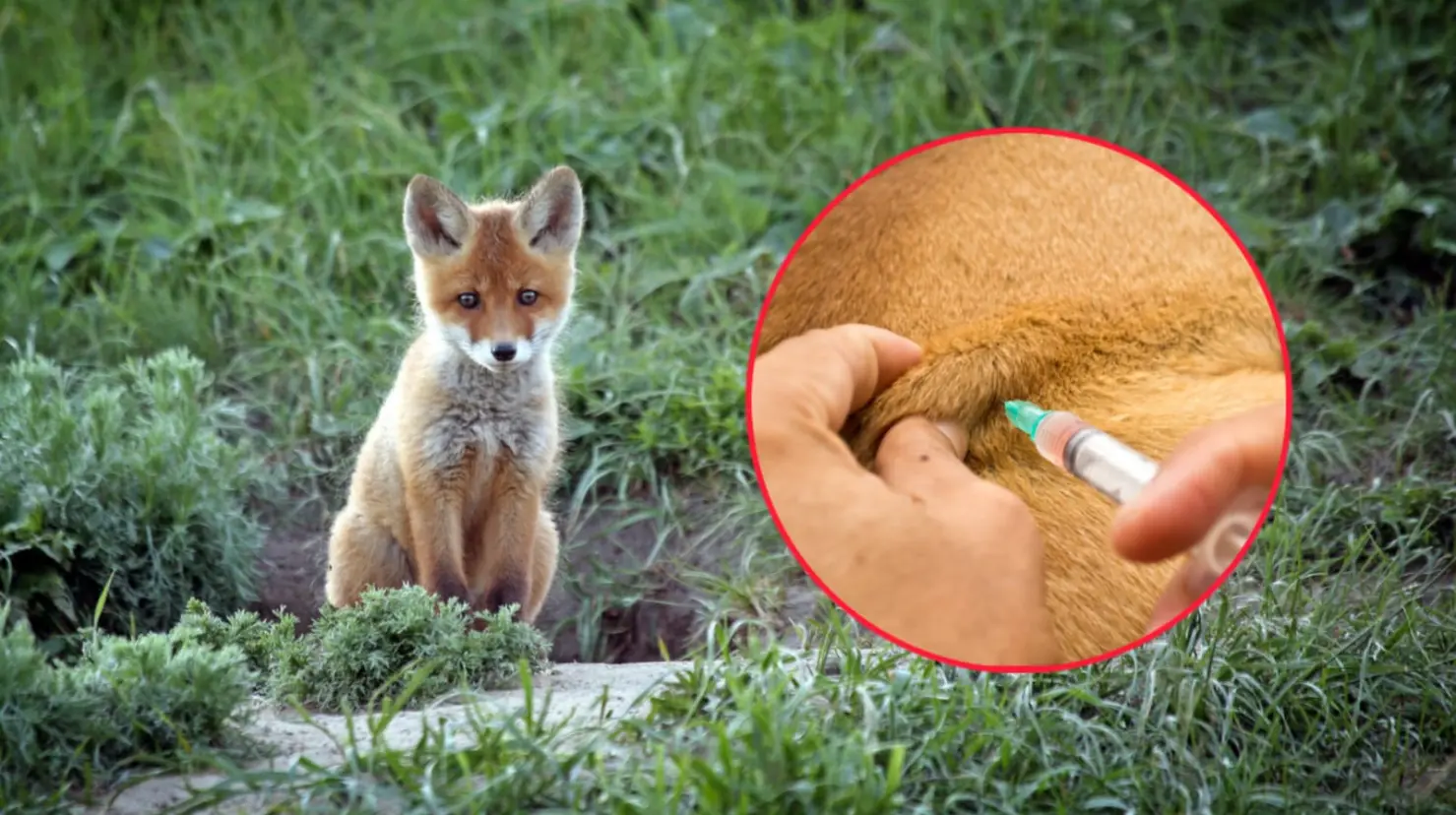 ¿Qué animales endémicos de Durango transmiten la rabia? | Foto: Imagen ilustrativa - Canva